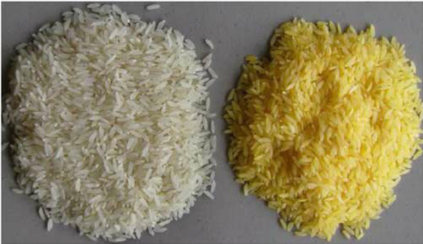 Advantages And Disadvantages Of Golden Rice